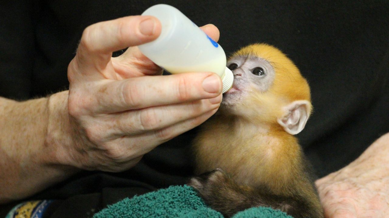 Incredibly rare newborn monkey gets a helping hand from Belfast Zoo